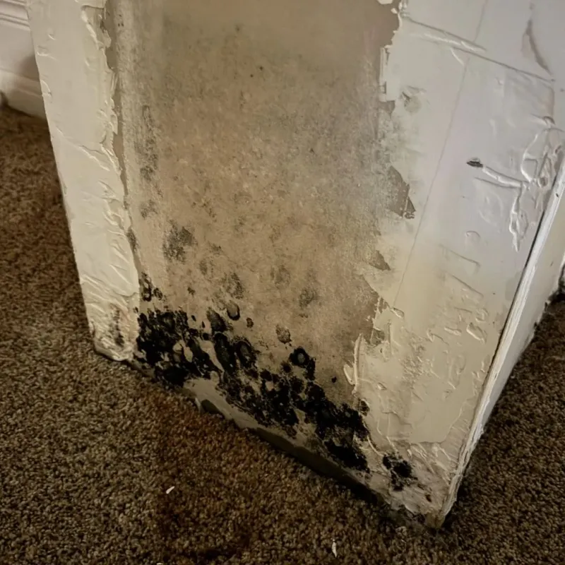 Professional Mold Removal in Shelbyville, IL